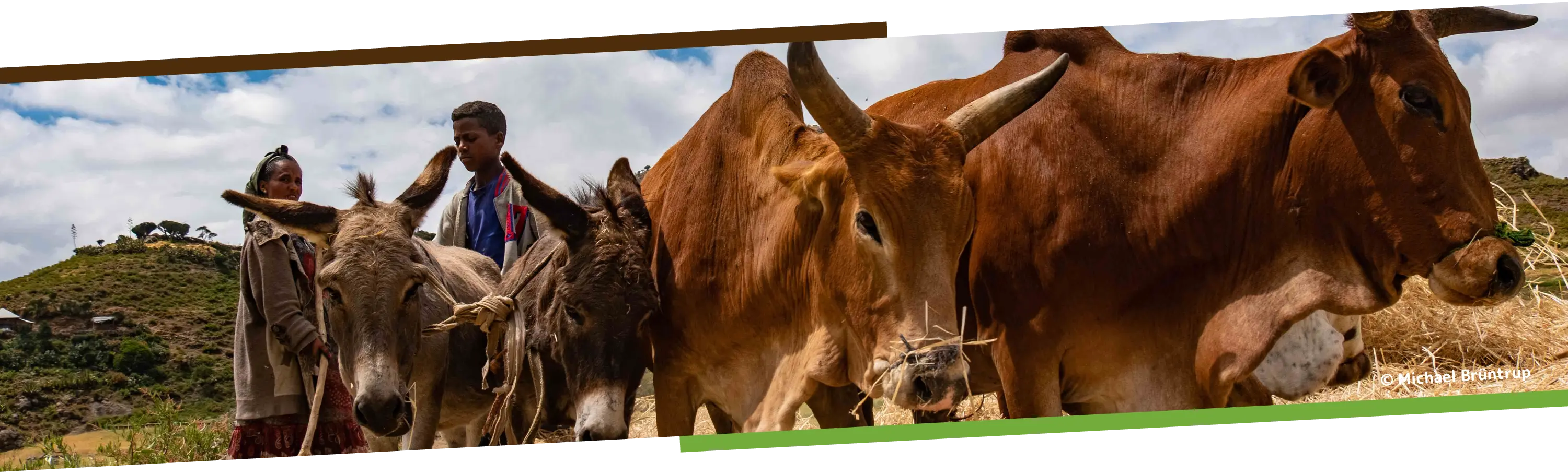 Photo of cattle, donkeys and two people who are working in the field